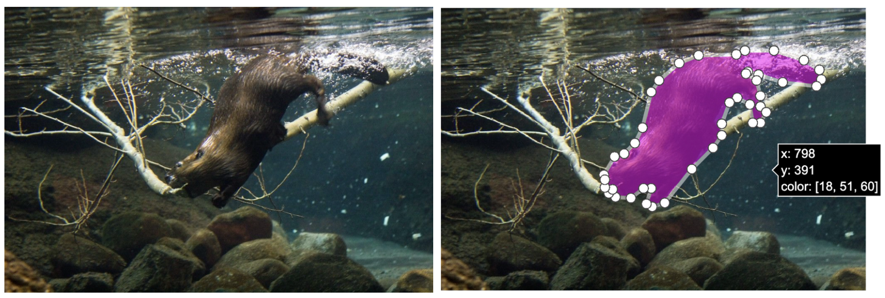 underwater image of a beaver